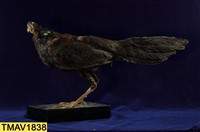 藍腹鷴藏品圖，第7張